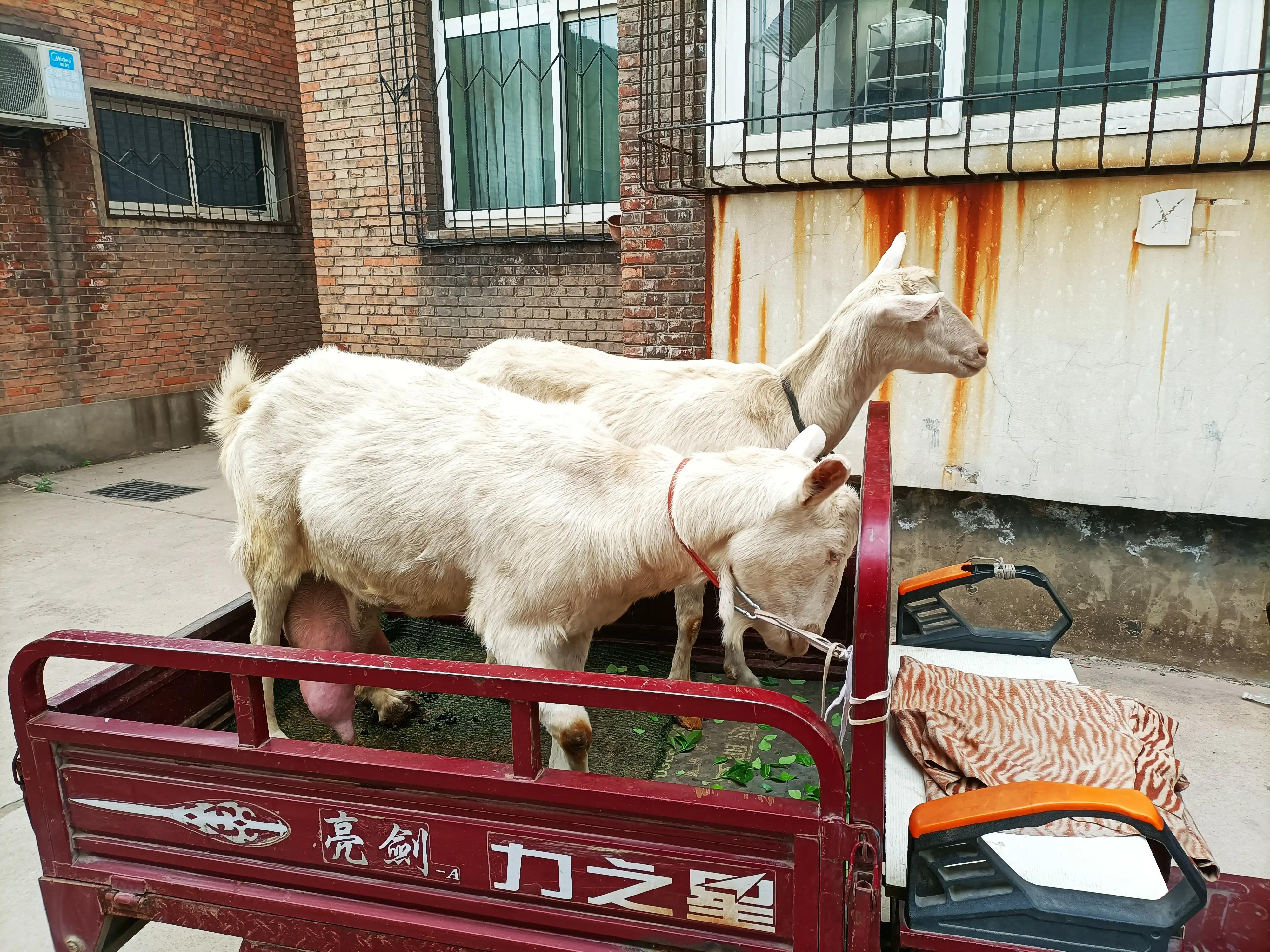 农村养奶羊卖鲜羊奶,三只羊卖羊奶一天能卖多少钱