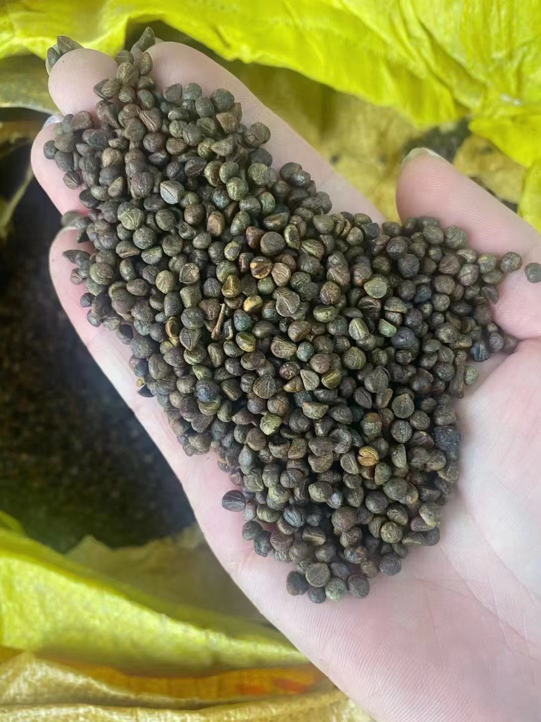 爬山虎种子需要育苗吗,爬山虎种子需要浸泡吗