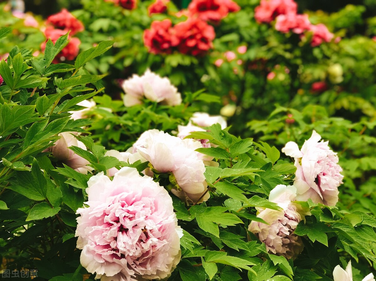 郭进拴重庆品火锅,郭进拴平湖春歌