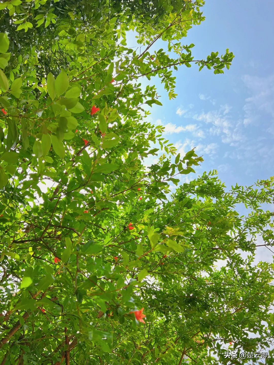 立夏节气夏天的景物特征,立夏的优美诗词与解读