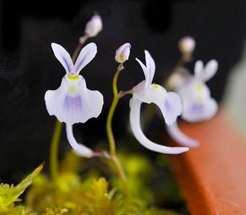 狸藻花图片大全,可爱的狸藻花图片