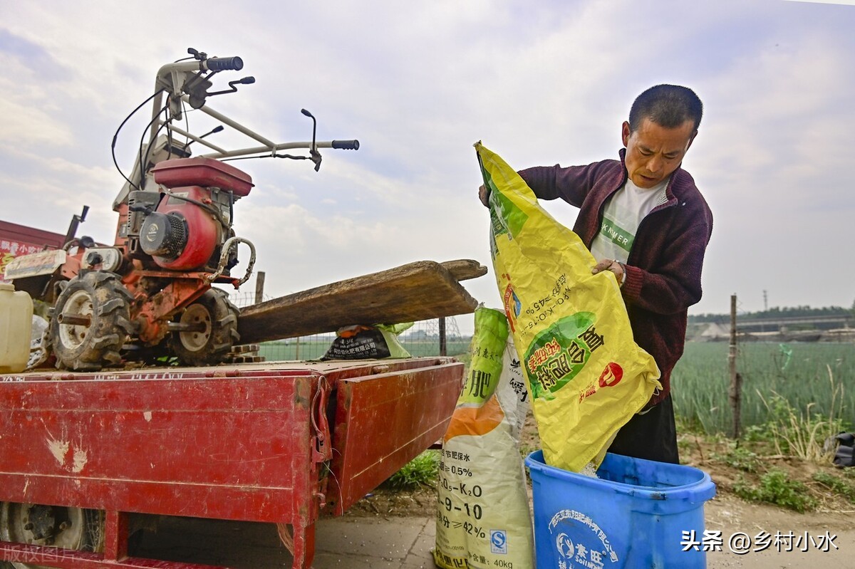 玉米出现紫苗的原因,玉米苗刚出苗发紫色是怎么回事