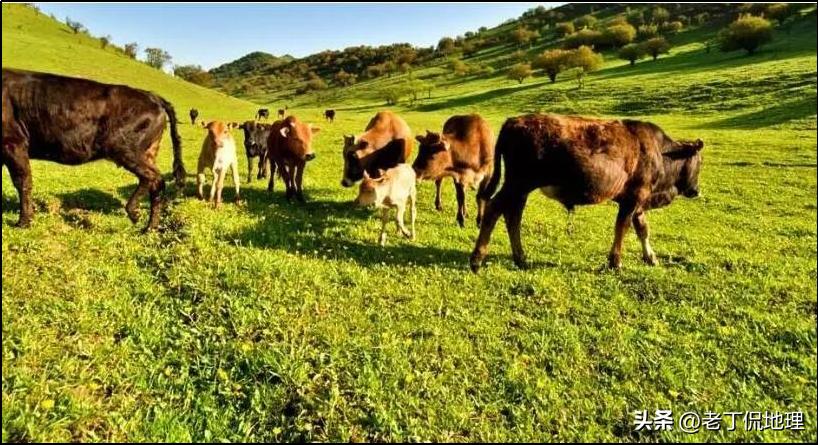 世界杯巡礼塞维利亚,阿根廷雄鹰潘帕斯世界杯