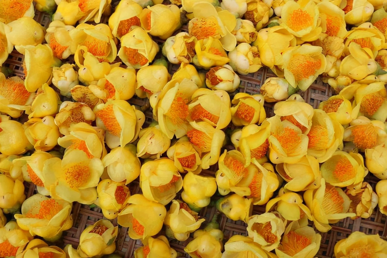 最名贵的十种花卉名称及图片大全,既好养又值钱的花卉