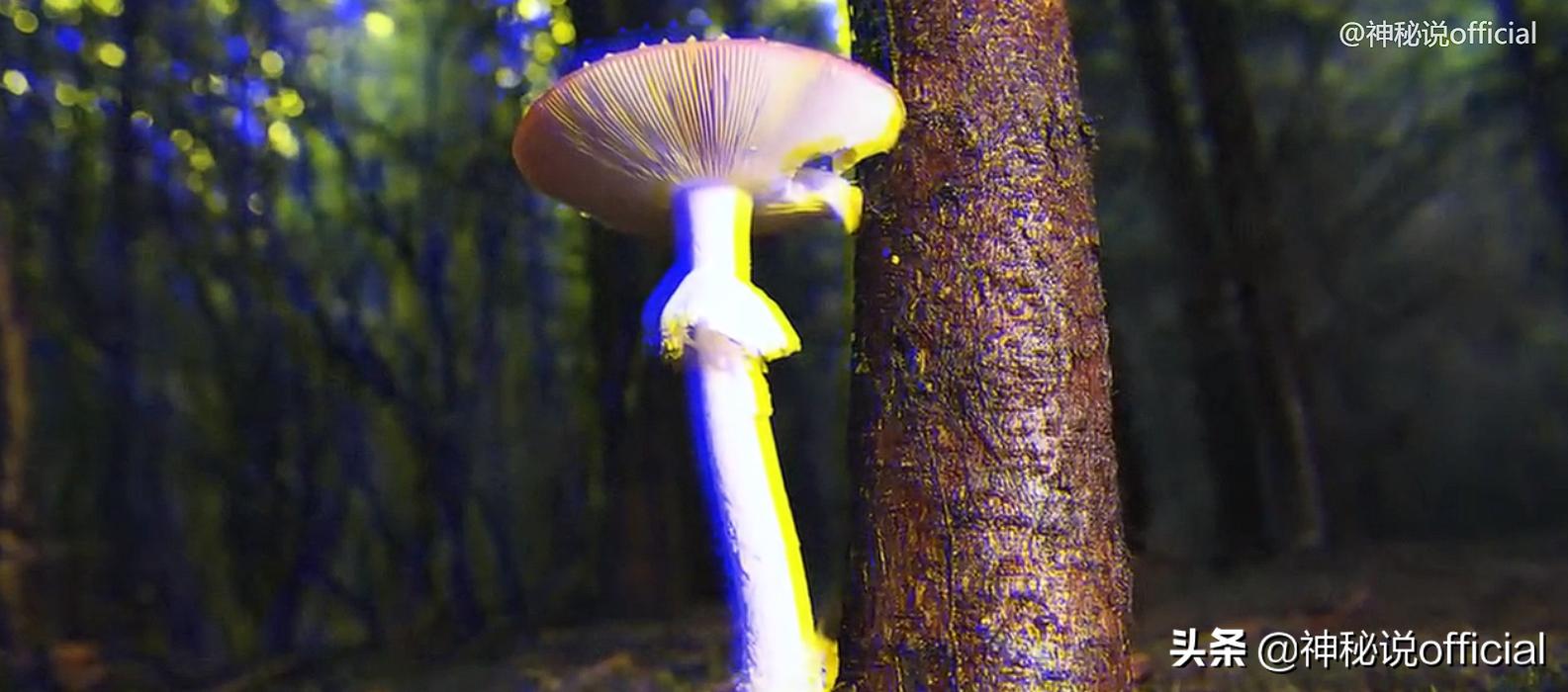 2021诡异童谣预言,红伞、躺板、埋山,一切是巧合还是早有预谋?