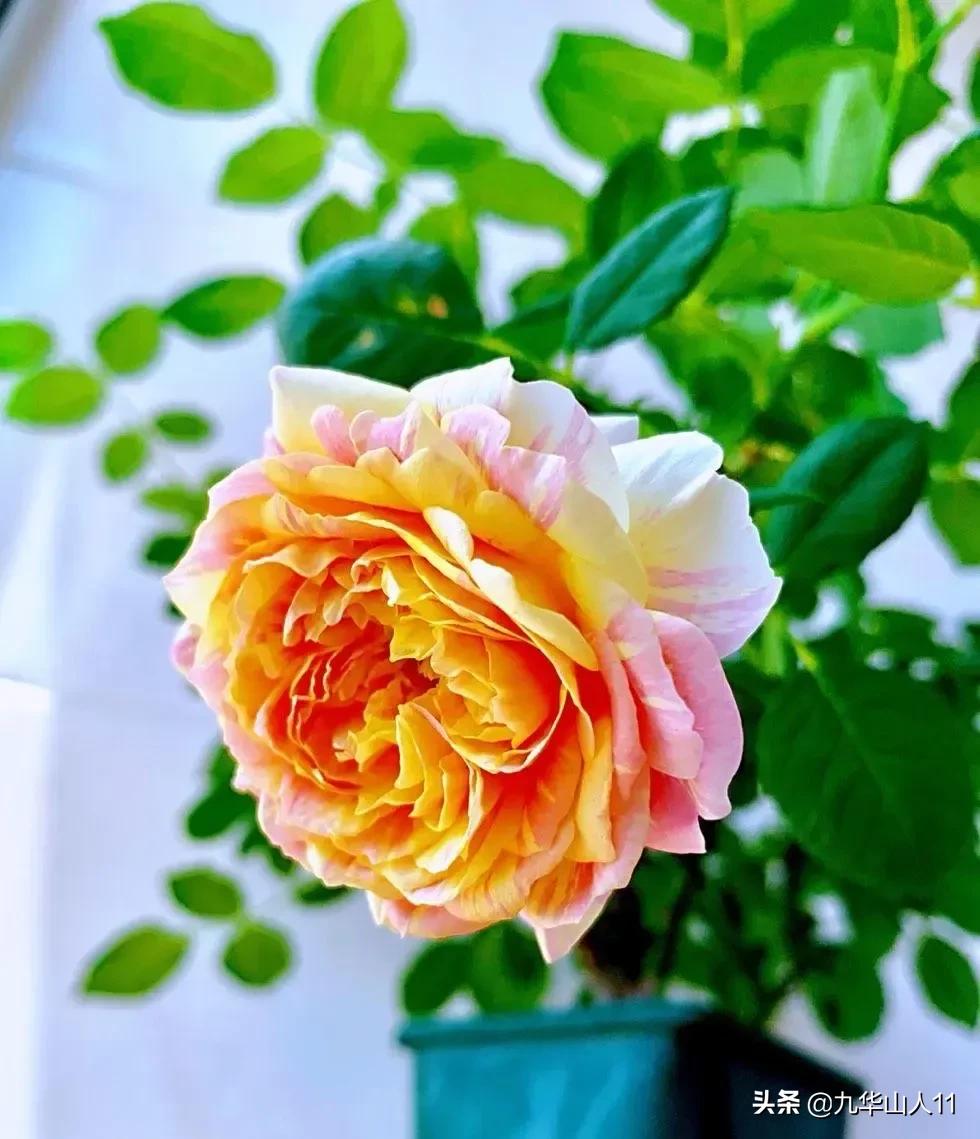 大花浓香勤花的月季品种,大花月季品种介绍大全图片及价格