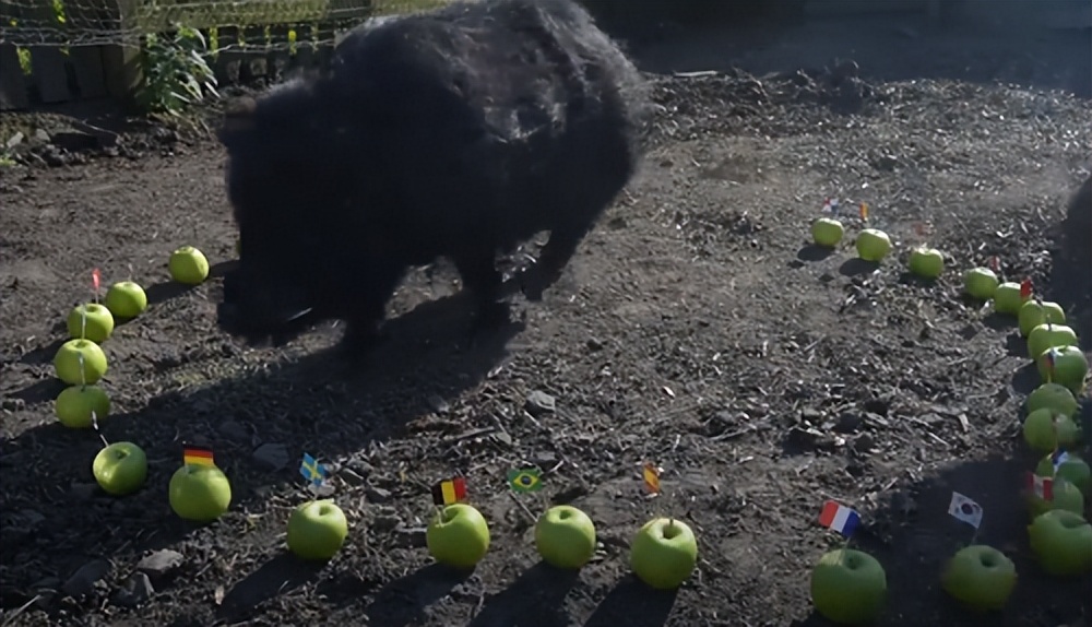 大熊猫成功预测世界杯,世界杯熊猫预测