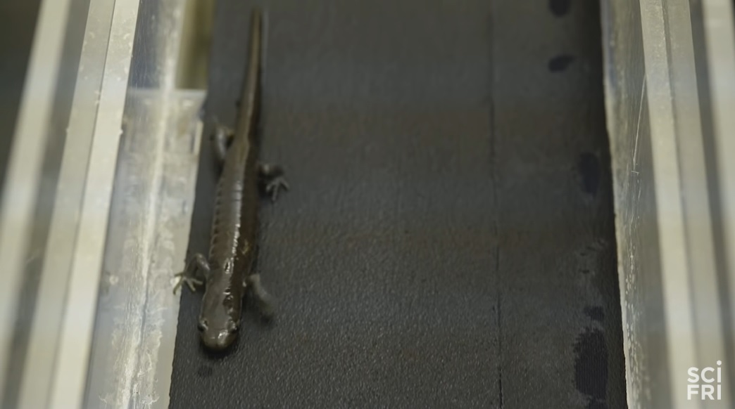 全员雌性，靠偷别人的精子繁衍后代…这种动物让科学家都迷惑了