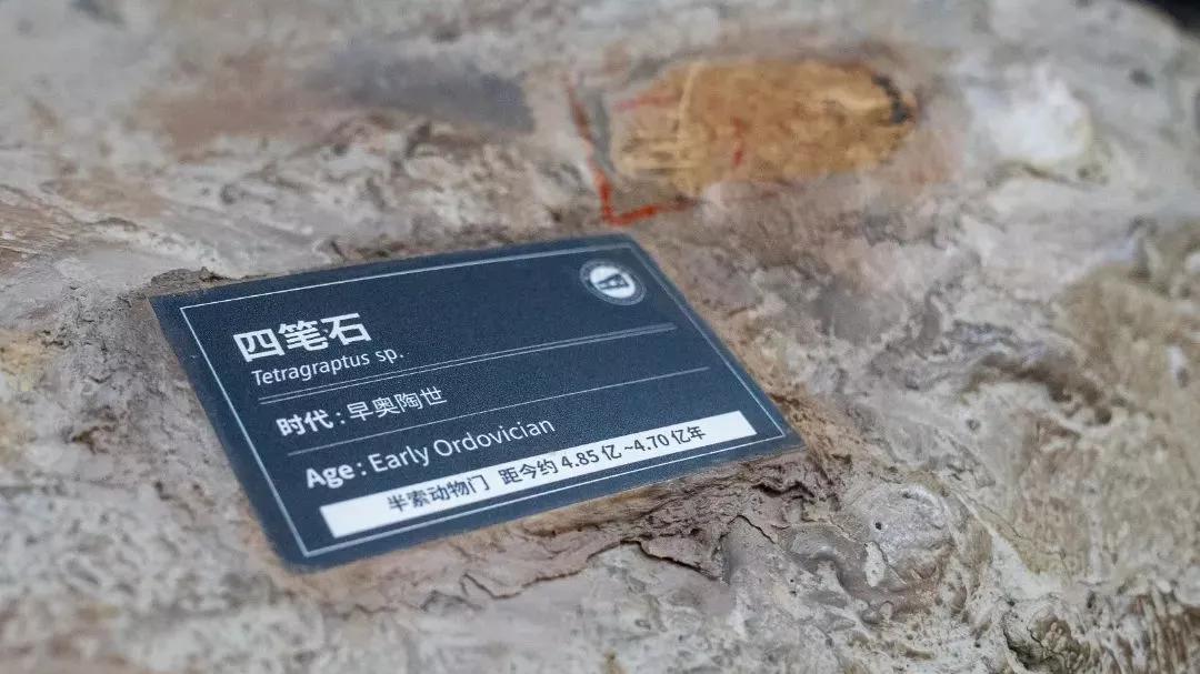 相约博物馆的感受,古生物博物馆南京