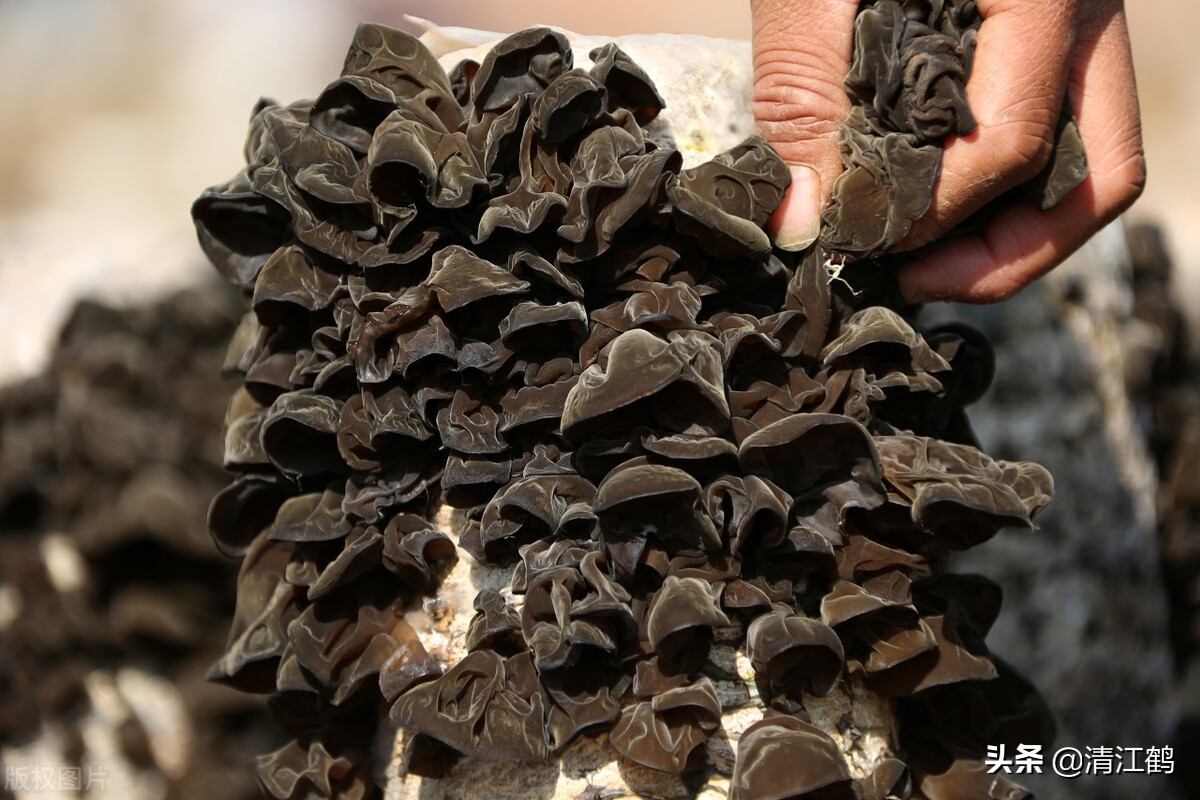 木耳病害图片及治疗方法,黑木耳烂耳怎样防治