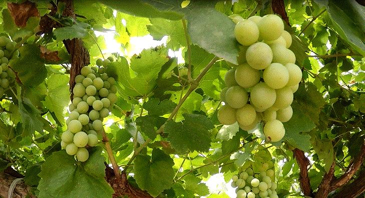 巴哥犬可以吃什么水果,巴哥犬能吃什么水果