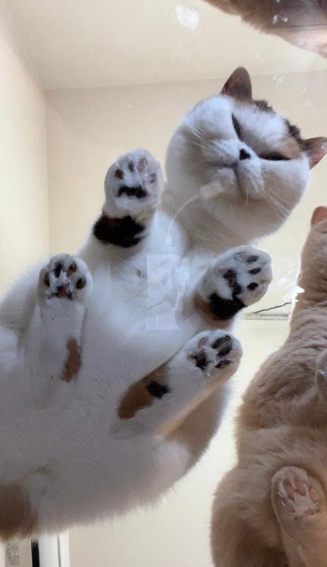 家庭用玻璃桌,家庭专用玻璃桌