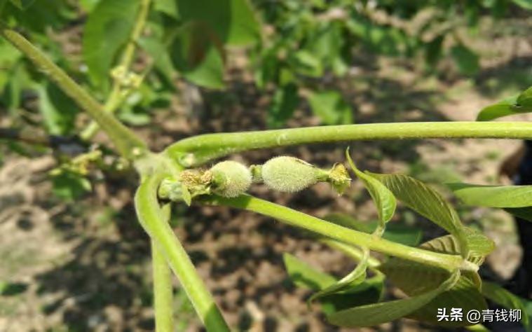 高产纸皮核桃品种,核桃怎样修剪才能高产