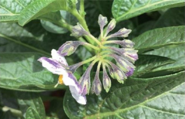 人参果的果实是什么样子的,人参果为什么是菌类植物的果实