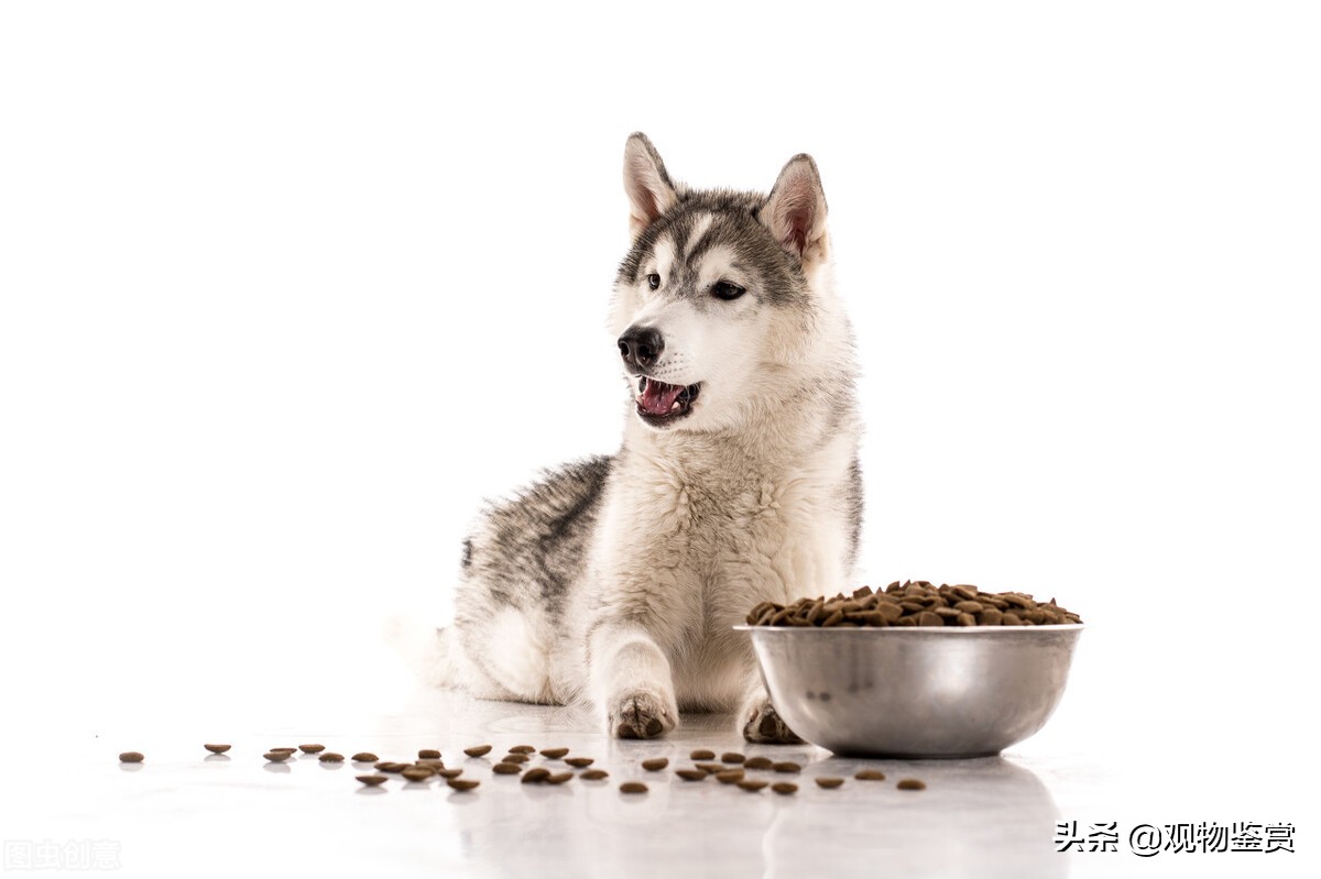 狗总是不吃东西是不是生病了,狗狗得了细小不吃怎么办