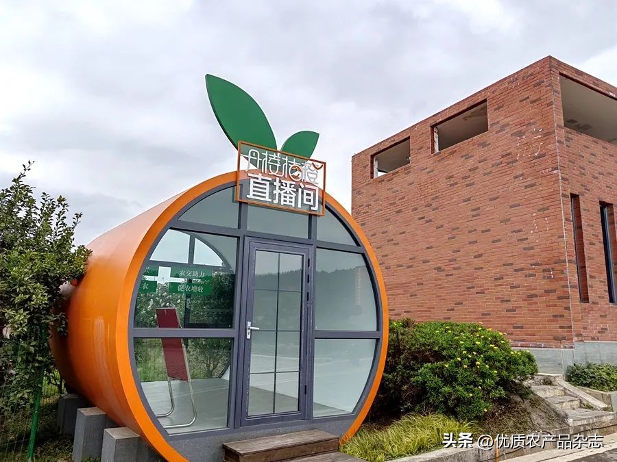 眉山春橘为什么行？