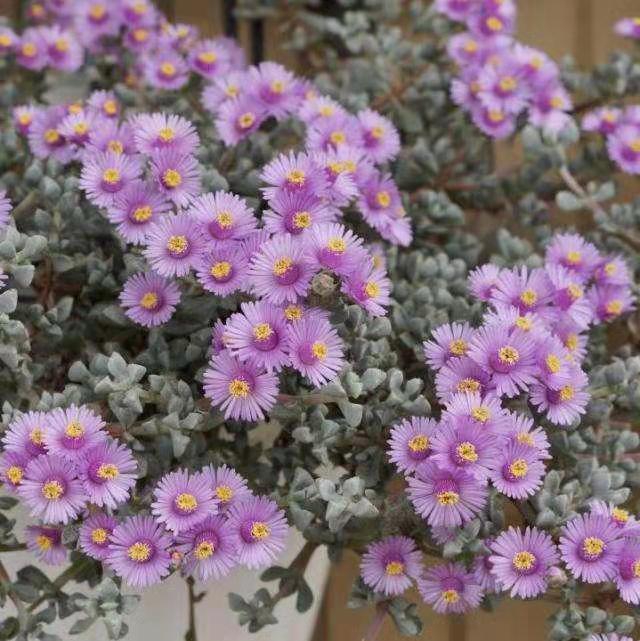 100种好看的多肉植物,50多种多肉品种大全