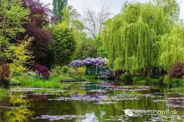 睡莲无比秀丽无比纯洁,蓝睡莲寓意