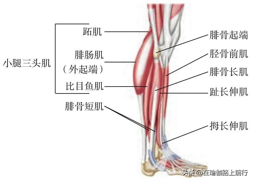 拉伸小腿肌肉神器,拉伸小腿肌肉