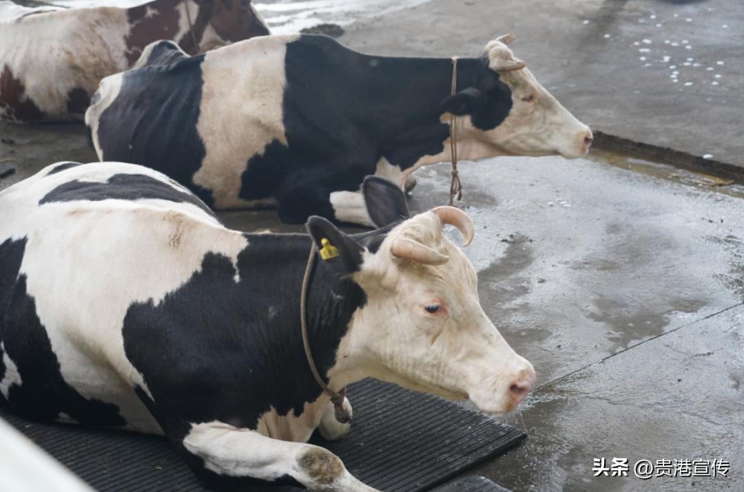 你平时喝的是公牛奶还是母牛奶,你平常喝的牛奶是真的牛奶吗