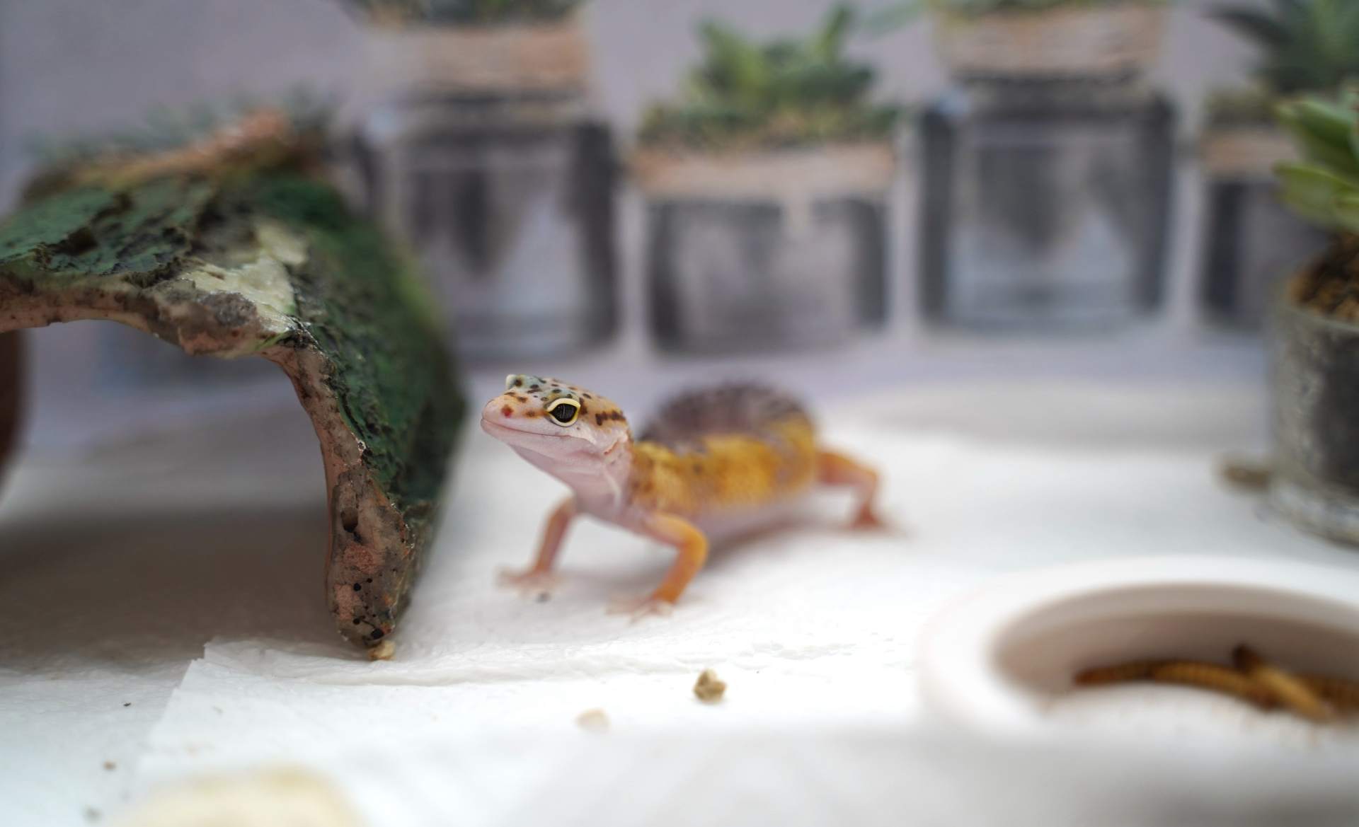 爬行动物世界动物园,世界爬行动物图鉴最新