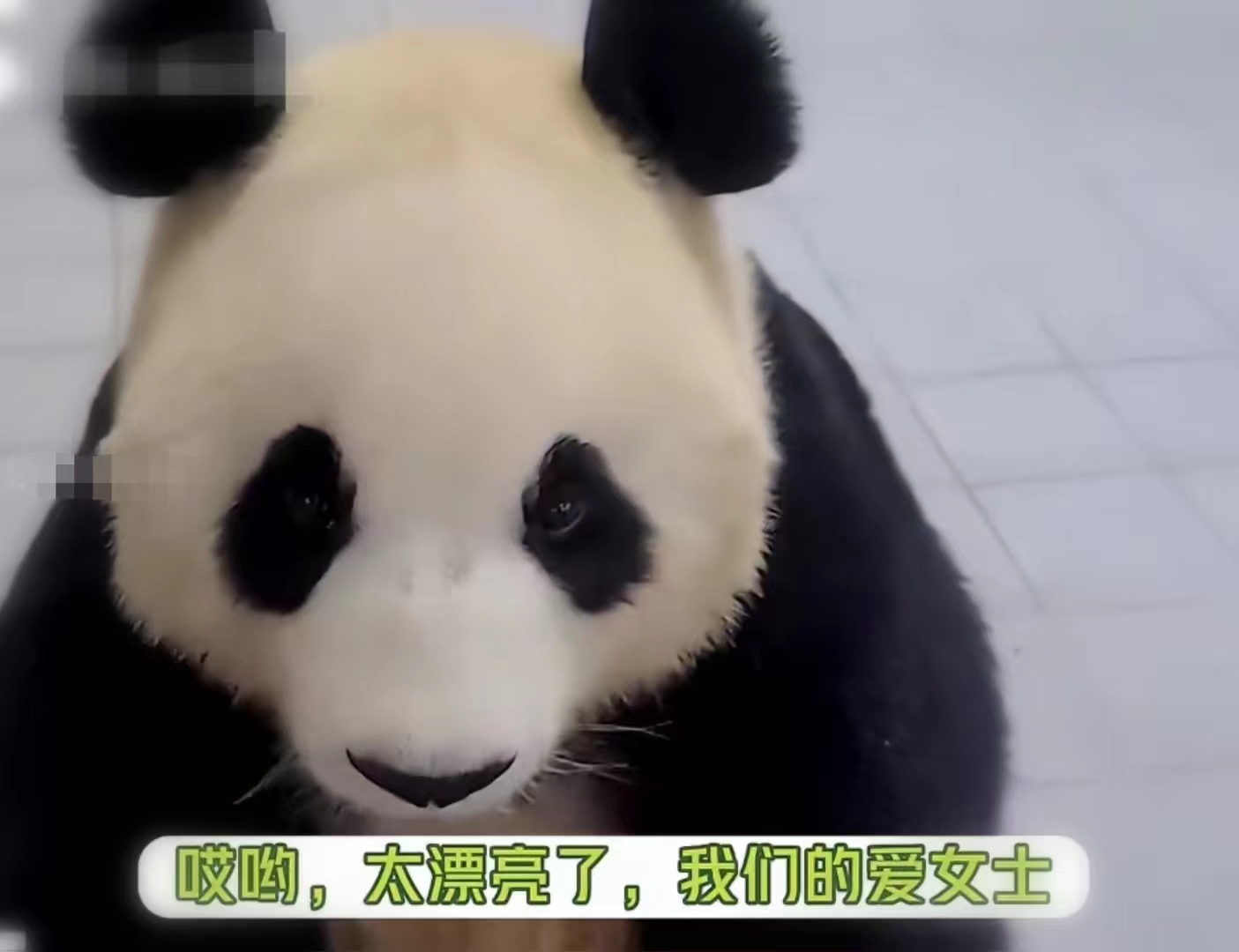 爱宝对姜爷爷有多信任,爱宝对姜爷爷的信任