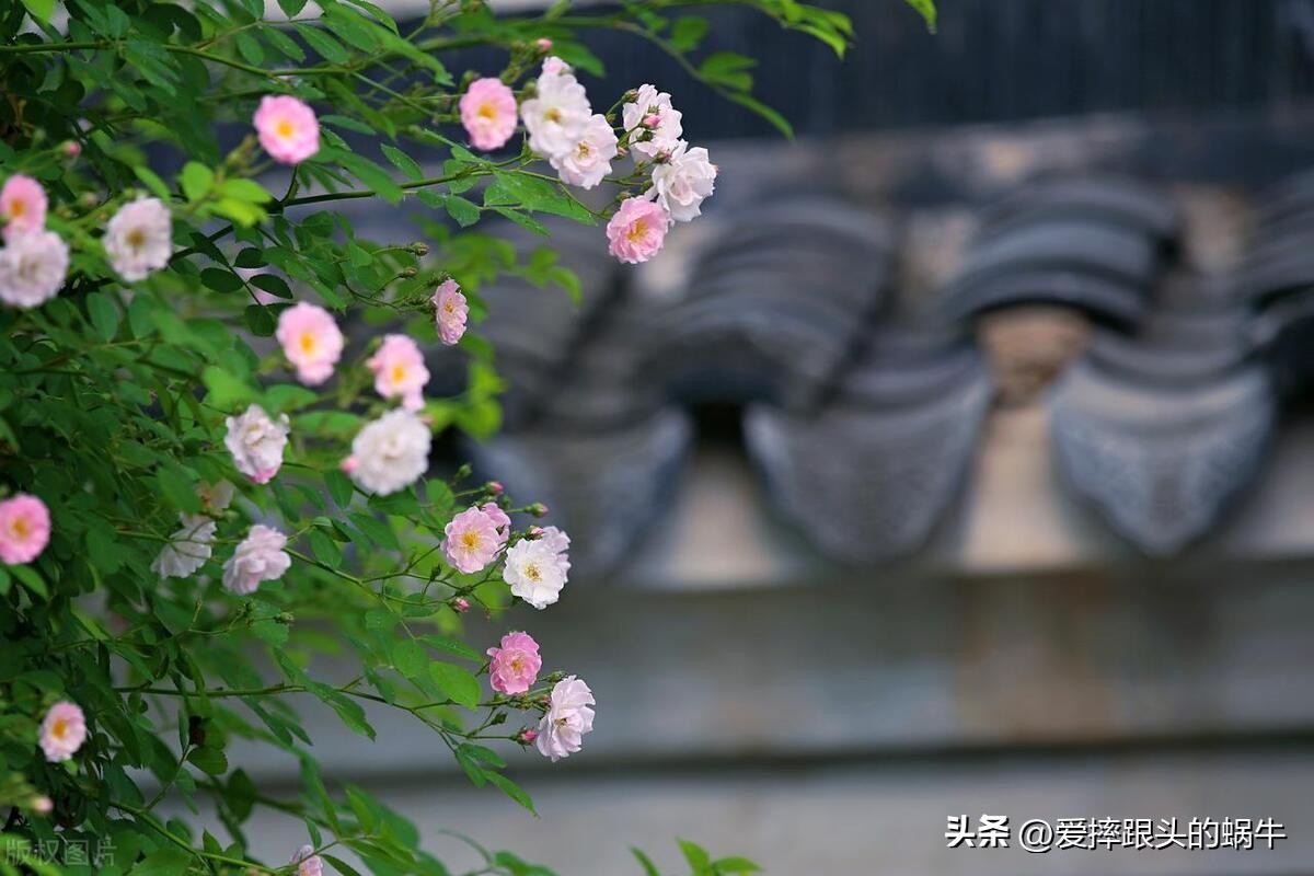 生如夏花灿烂的时候,生如夏花绚烂绽放歌曲视频