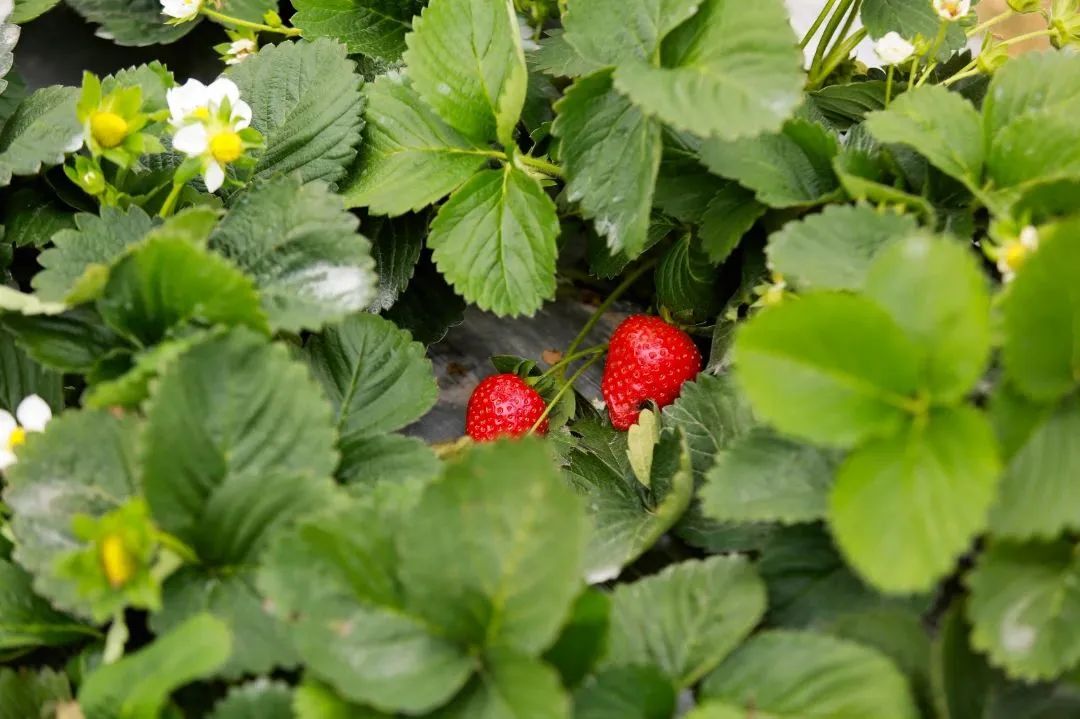 冬日露营围炉煮茶的闲适和惬意,记一次秋天的围炉煮茶露营