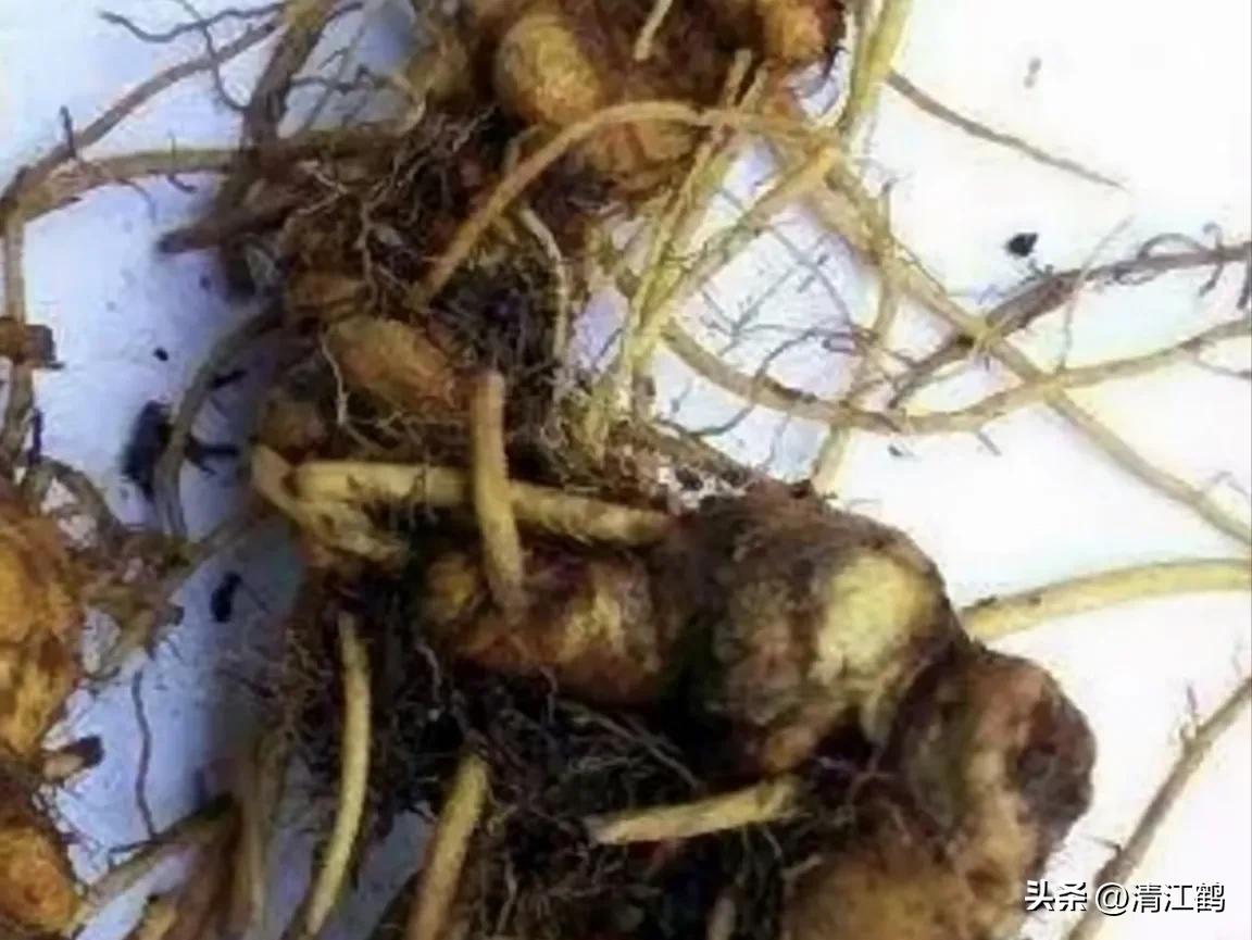 人称“江边一碗水”，荒野3月开紫花，细读栽培“5措施”秒懂种植