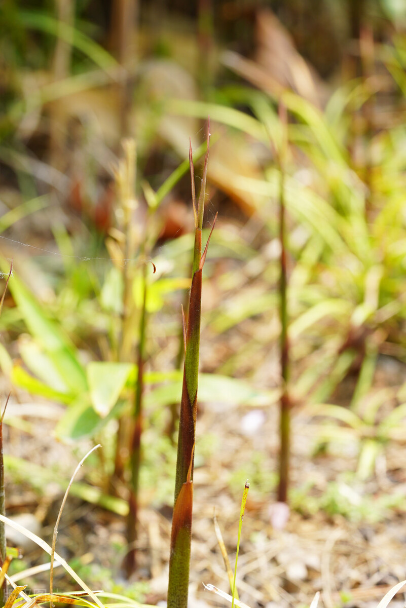 芦苇笋是什么季节吃的,什么样的才是芦苇笋