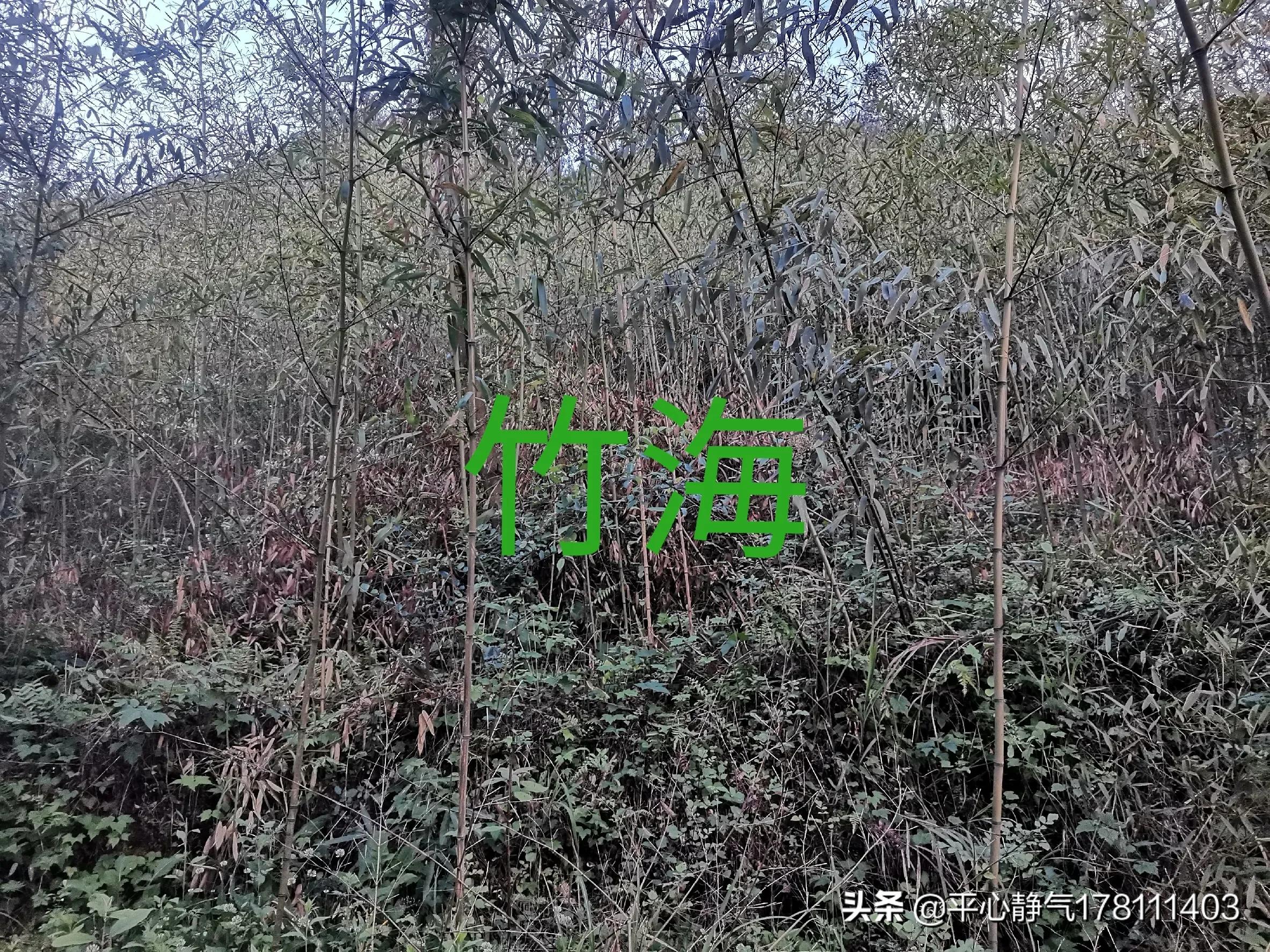 九坝避暑感觉如何,九坝避暑包吃住