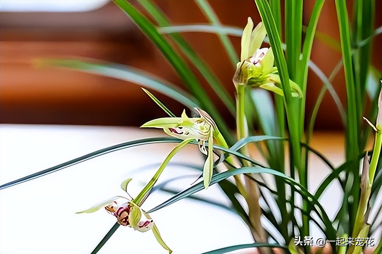 兰花叶片油绿,养长花苞兰花谨记好3点避免消苞