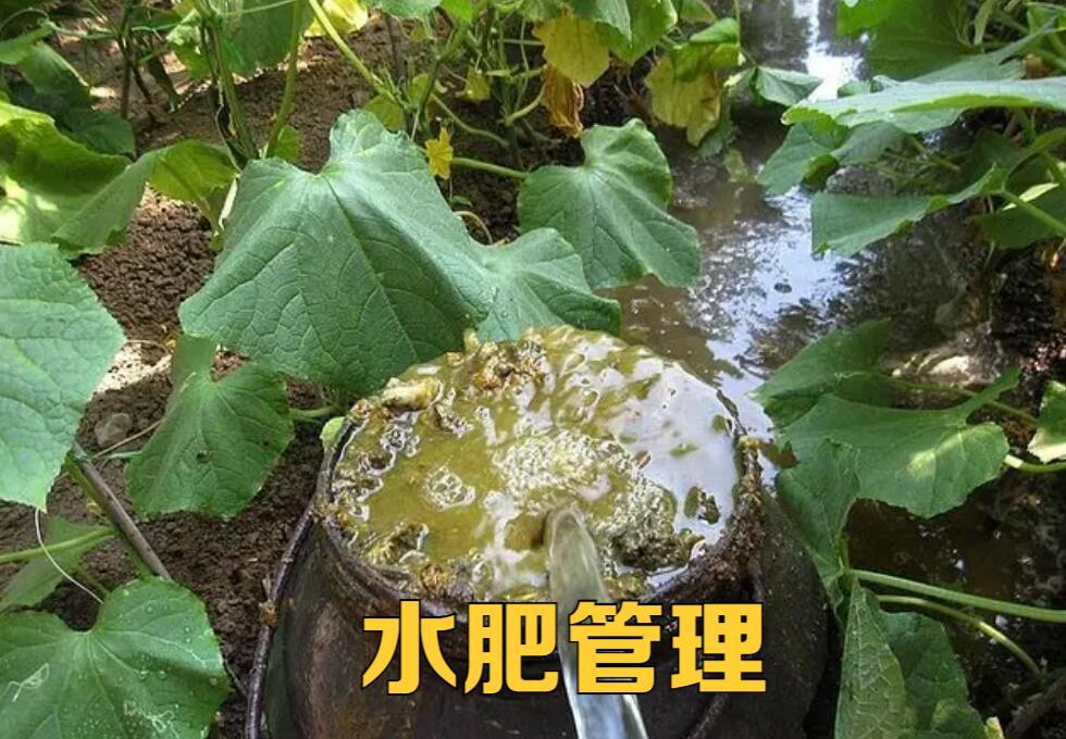 黄瓜的化瓜现象,黄瓜化瓜怎么办