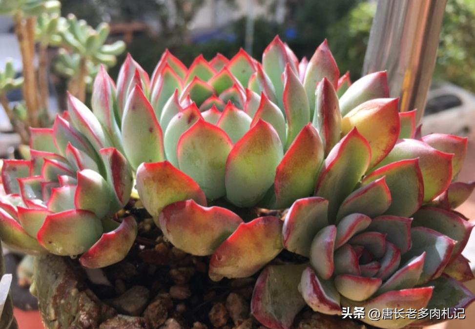 多肉叶片干瘪了萎缩怎么办,夏天多肉叶子枯萎了怎么办