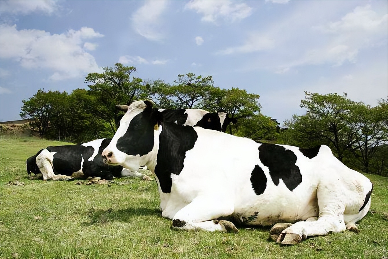 母牛产后不吃是什么原因,母牛产后不吃食鼻子凉是什么原因