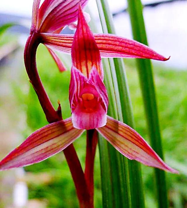 春剑中华红素兰花多少钱一苗,春剑中华红素上盆效果图