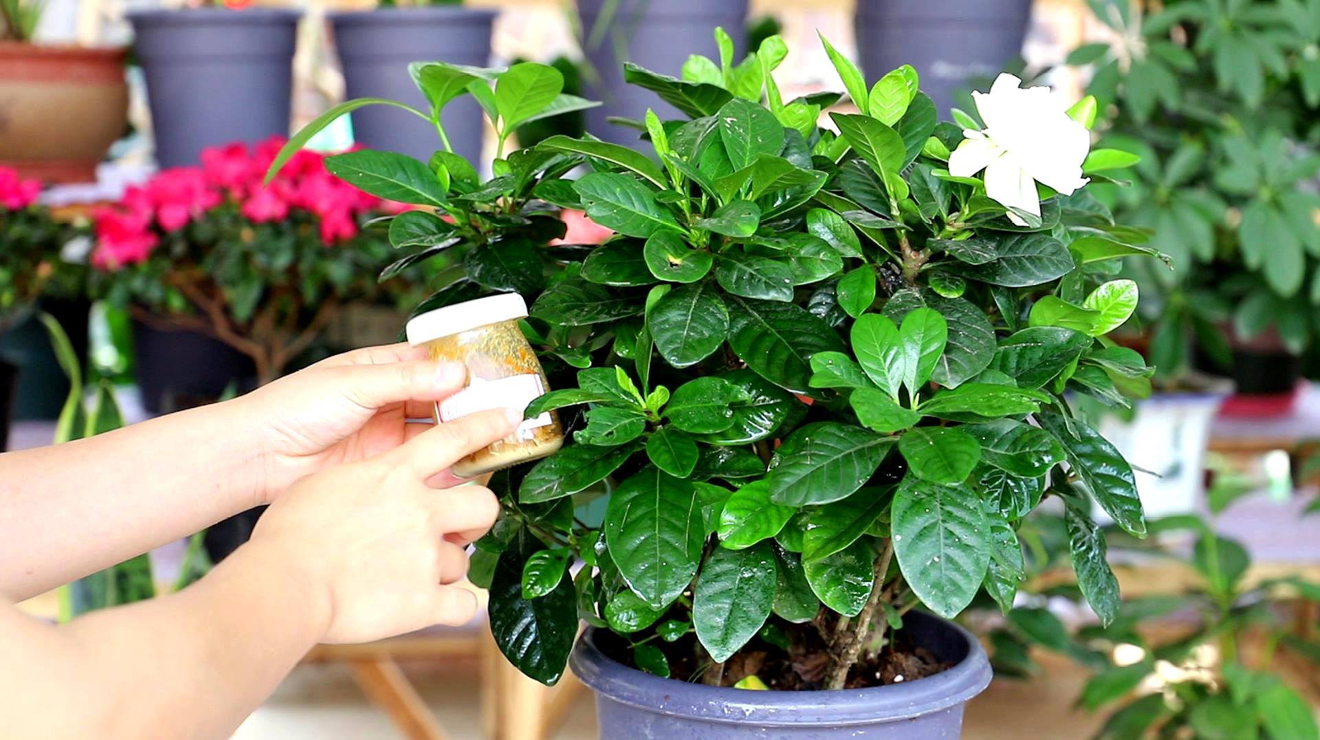 水培栀子花叶子发黑出油,怎样养好栀子花盆栽视频