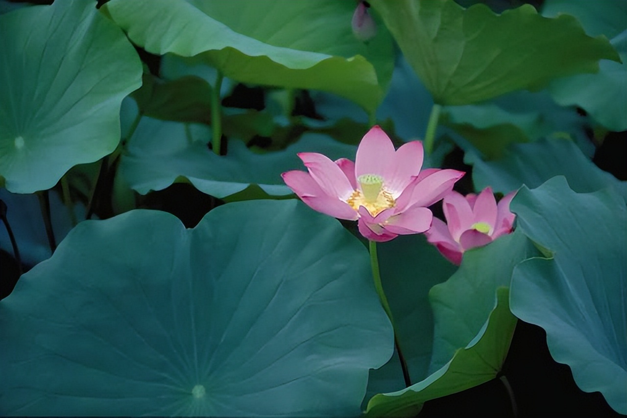 荷花的各种雅称大全,诗词中的荷花代表什么