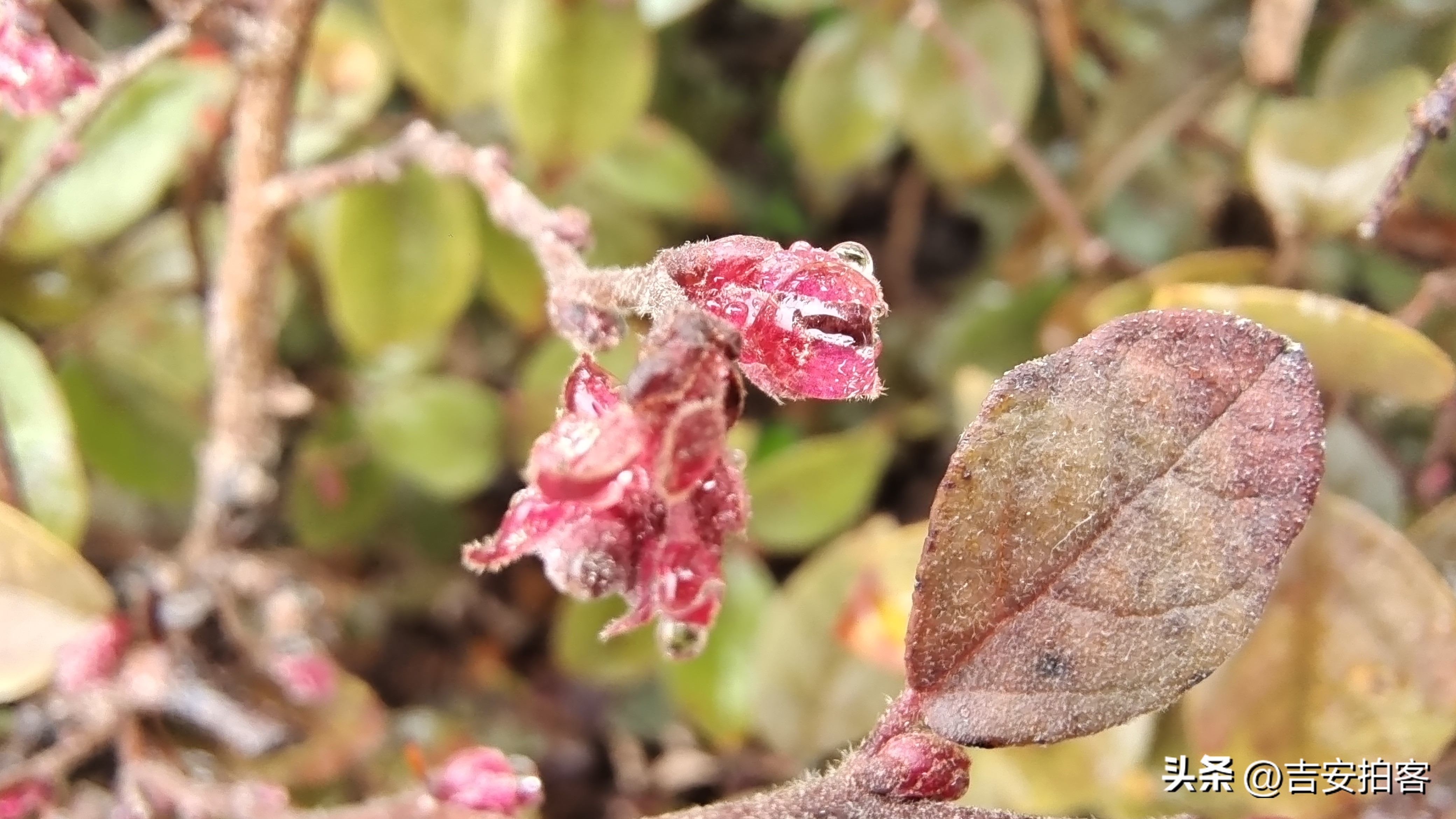 春雨滋润下的红花檵木