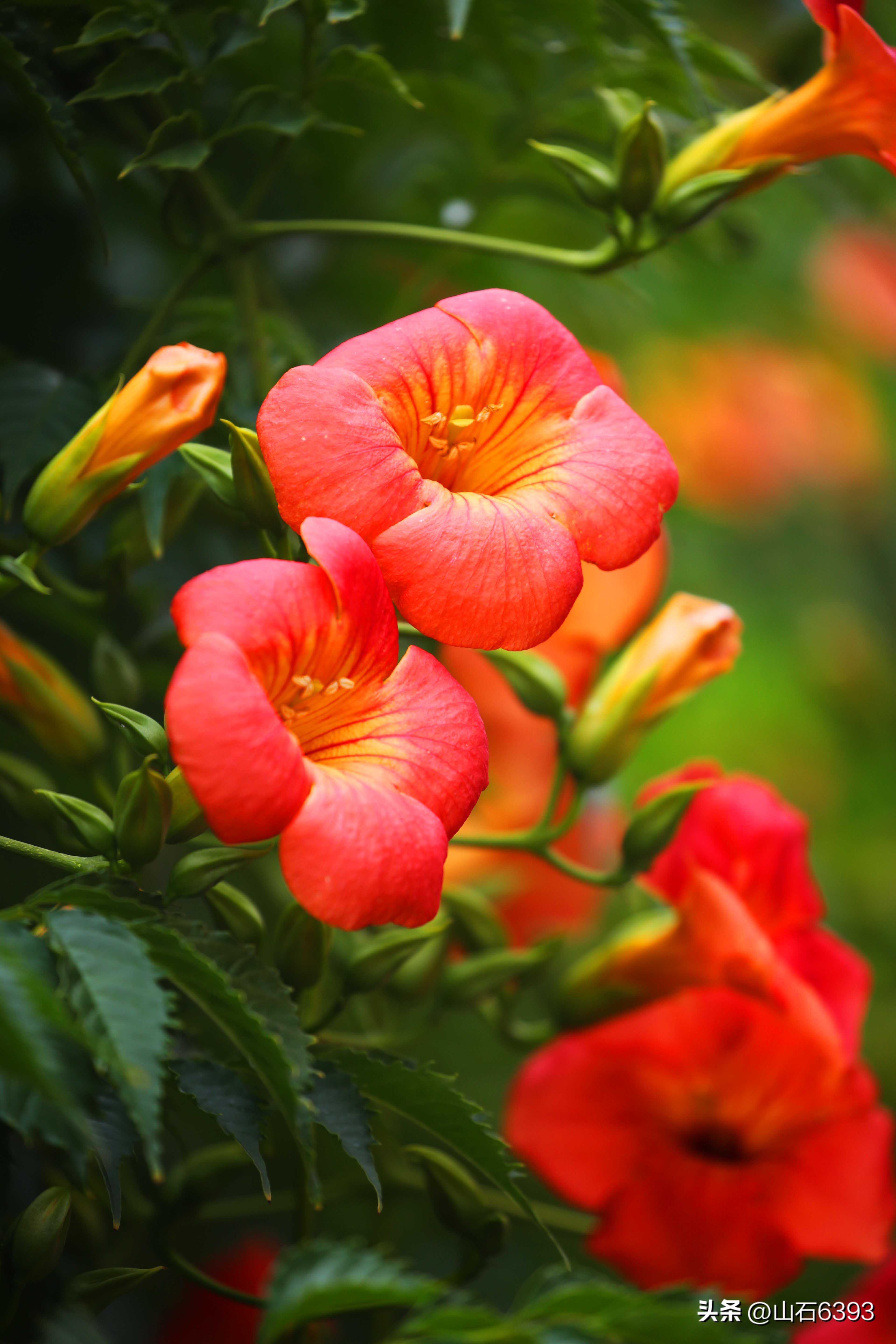 陈民“永远的78师”74：瞎参谋乱干事胡助理～司政后机关的精英们