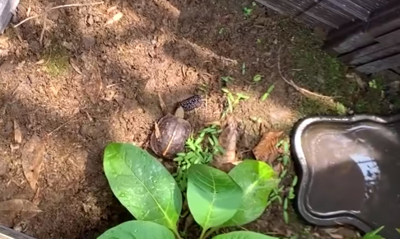 黄缘龟怎么培养,黄缘龟和黄缘闭壳龟有什么区别