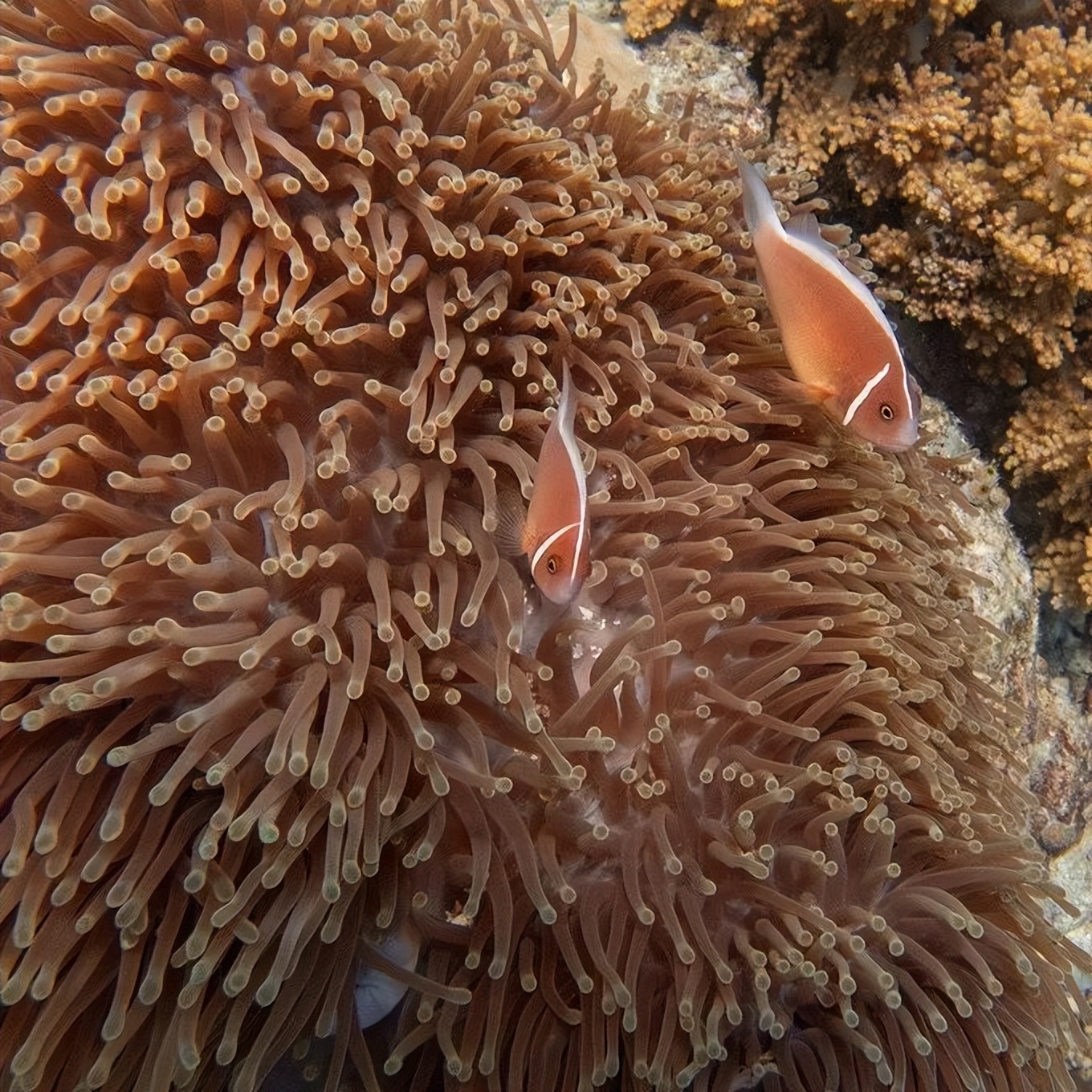 我的六日游——“浪漫之地”杜马盖地
