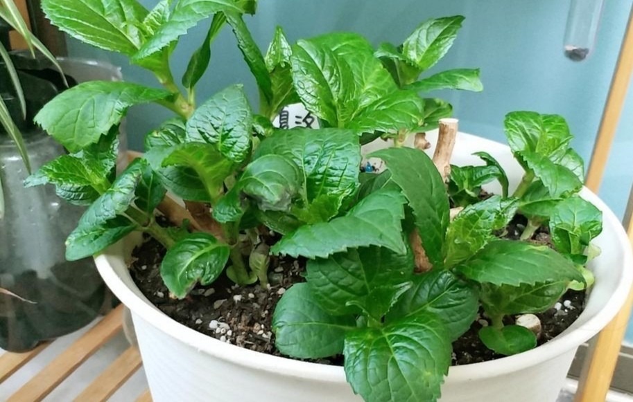 6月绣球小苗怎么养,6月养兰技巧