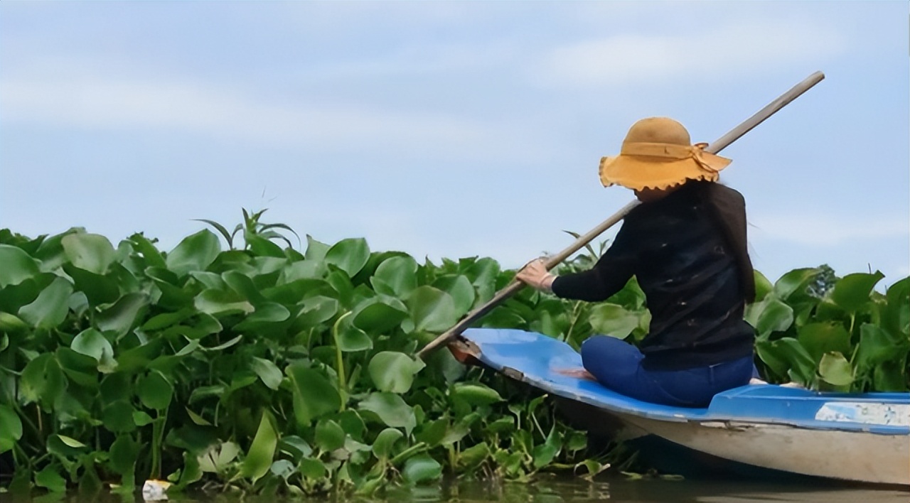 为啥柬埔寨还大量种植水葫芦,柬埔寨的水葫芦怎么变废为宝