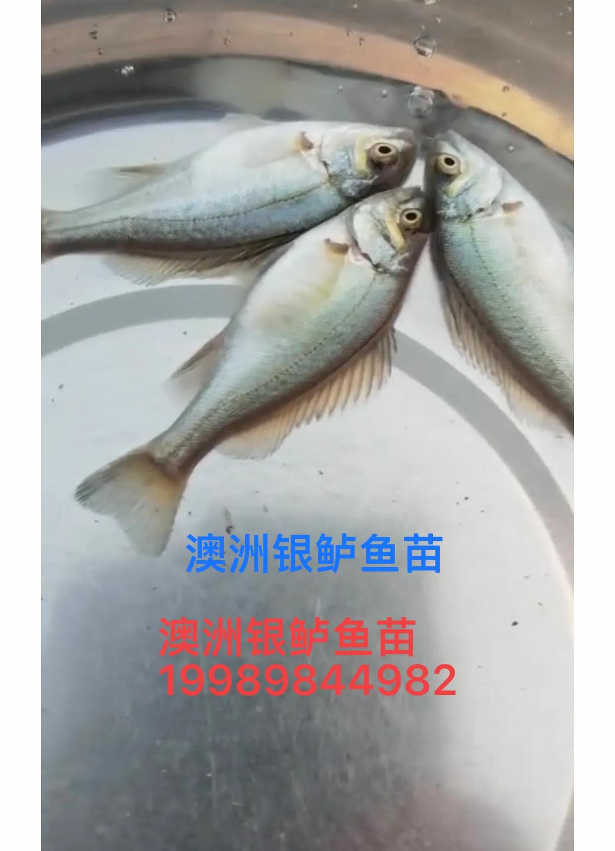 澳洲金鲈鱼,澳洲银鲈鱼好吃吗