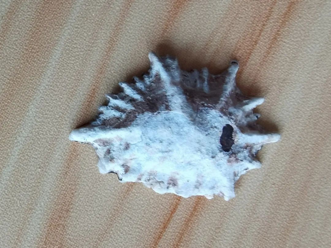 海南海鲜贝类有哪些,海南海鲜贝类