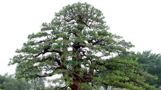 罗汉稀有品种,罗汉鱼寿命