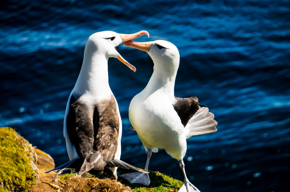 一组耐人寻味的动物图片引人深思,让人很惊艳的动物照片