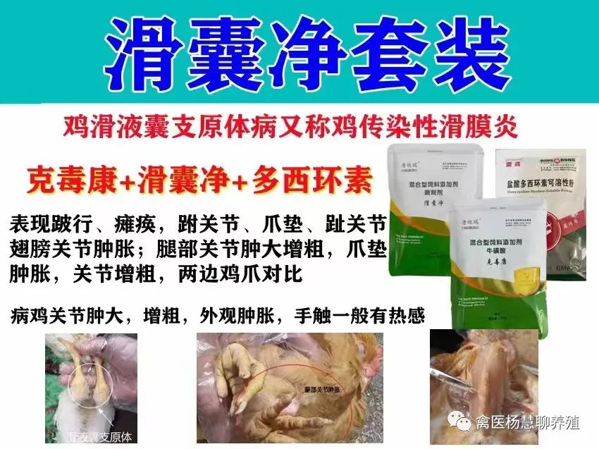 禽医杨慧讲鸡腿关节肿大站不起来是什么病