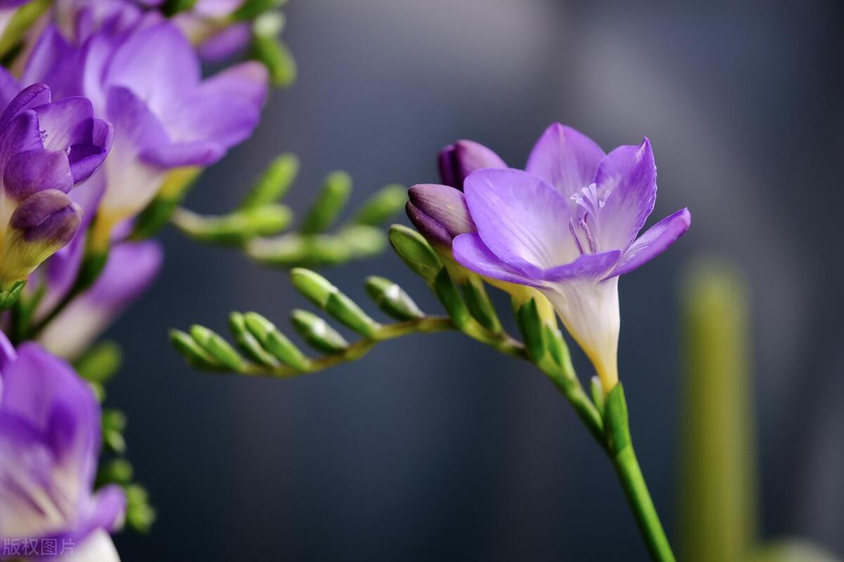 香雪兰在几月份种植最好,香雪兰几月种植最合适